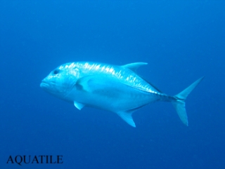  Unique encounters underwater 